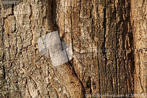 Image of Tree Trunk Closeup