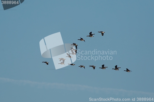 Image of Geese Flying