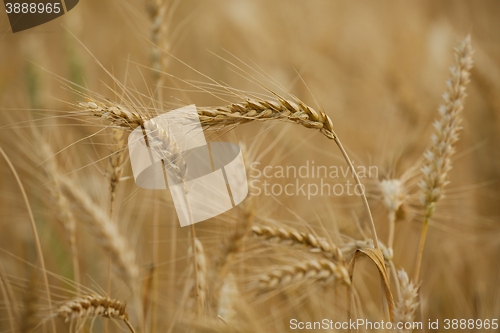 Image of Wheat field detail