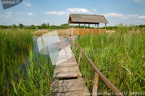 Image of Swamp walking path