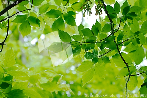 Image of Leaves