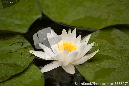 Image of White Water Lily