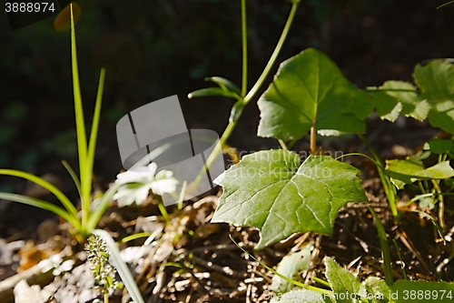 Image of Plants in the forest