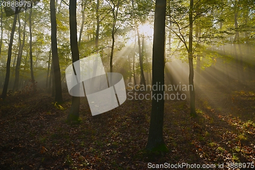 Image of Forest with light rays