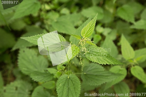 Image of Nettle