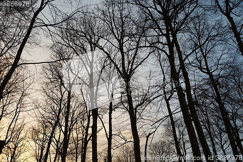 Image of Bare trees