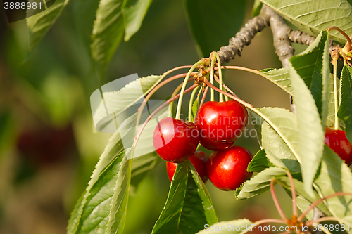 Image of Cherry fruit closeup