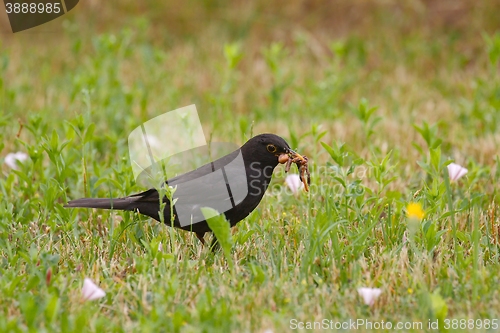 Image of Blackbird eating worms