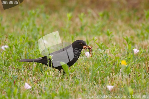 Image of Blackbird eating worms