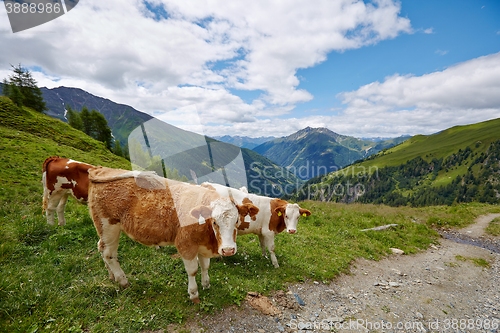 Image of Cows grazing on the hillside