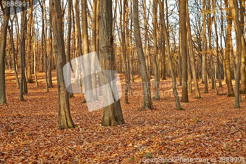 Image of Autumn Forest Detail