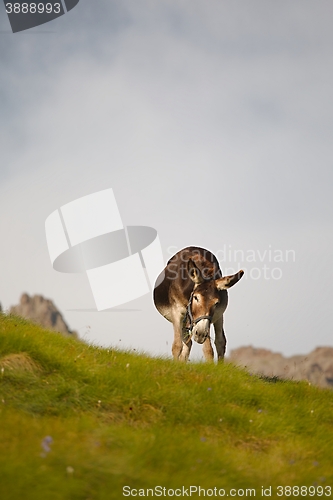 Image of Grazing Donkey i