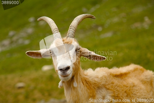 Image of Goat in the Alps