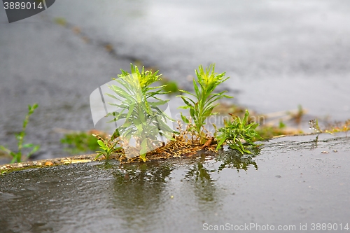 Image of Weed growing pavement cracks