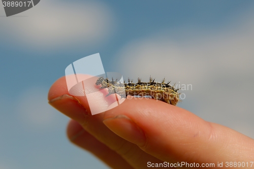 Image of Caterpillar crawling on fingers