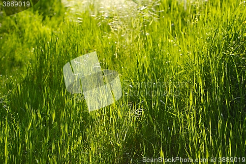 Image of Green Grass Field