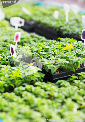 Image of close up of seedlings in farm greenhouse