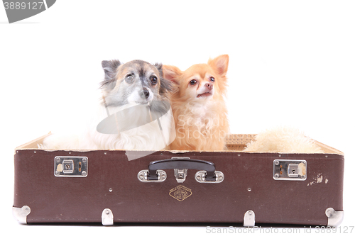 Image of two chihuahua dogs in the suitcase