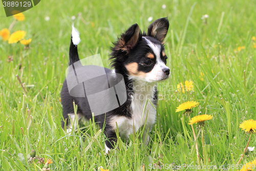 Image of chihuahua in the grass