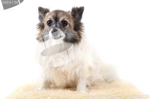 Image of chihuahua is resting