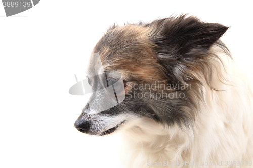 Image of head of sweet chihuahua