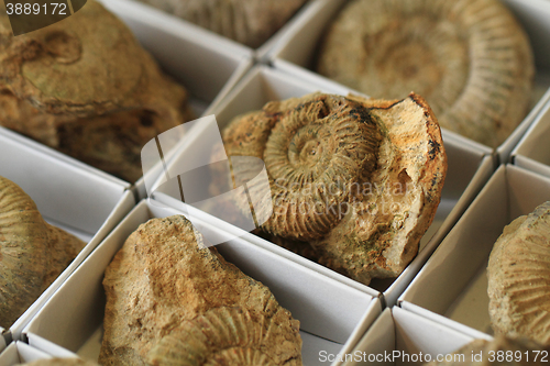 Image of ammonite fossil texture