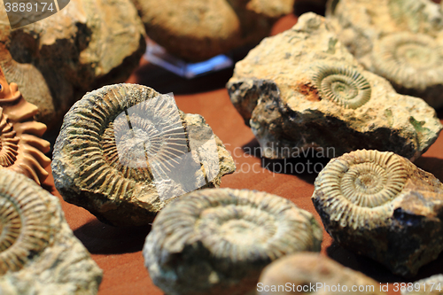 Image of ammonite fossil texture