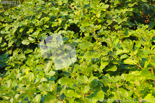 Image of green figs plant