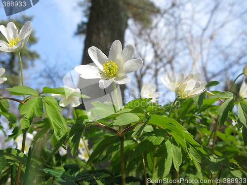 Image of Wood anemone