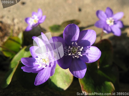 Image of Hepatica