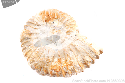Image of ammonite fossil isolated
