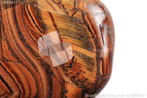 Image of tiger eye isolated