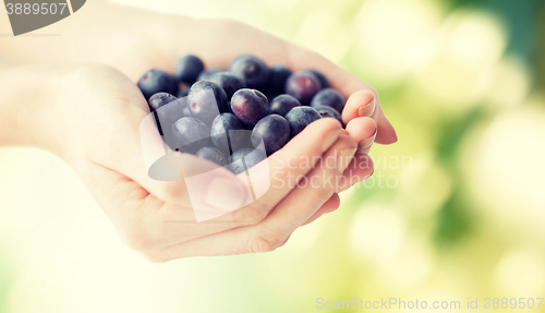 Image of close up of woman hands holding blueberries