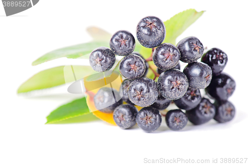 Image of Macro shot of chokeberry