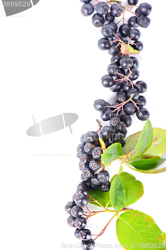Image of Row of aronia berries for border or frame