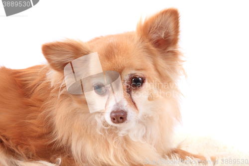 Image of head of sweet chihuahua