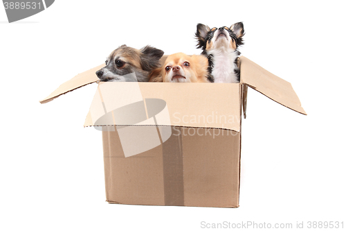 Image of three chihuahua in the paper box