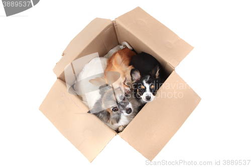 Image of three chihuahua in the paper box