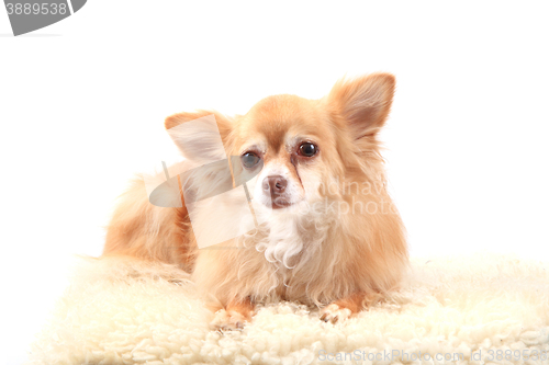 Image of chihuahua is resting