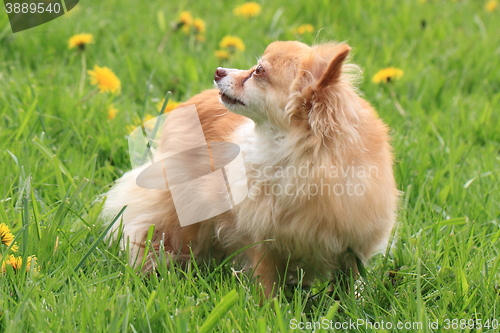 Image of chihuahua in the grass