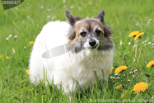 Image of chihuahua in the grass