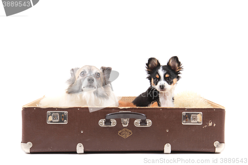 Image of two chihuahua dogs in the suitcase