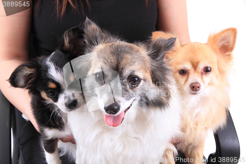 Image of three chihuahua dogs are resting