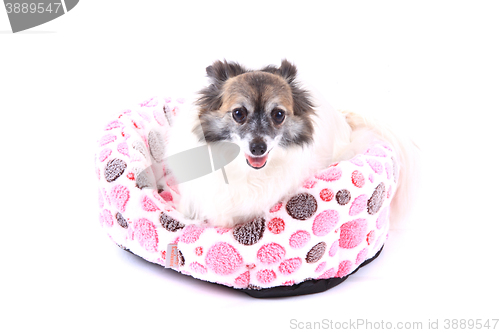 Image of chihuahua is resting