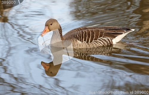 Image of Greylag Goose.