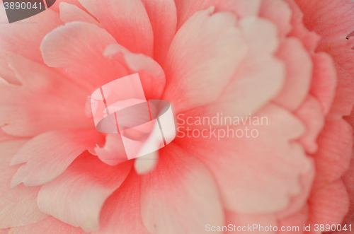 Image of Bright pink Japanese camellia flower in bloom