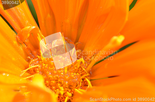 Image of Beautiful flower in a meadow