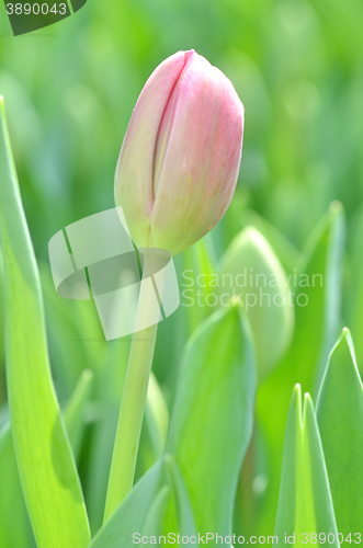Image of Tulips in spring