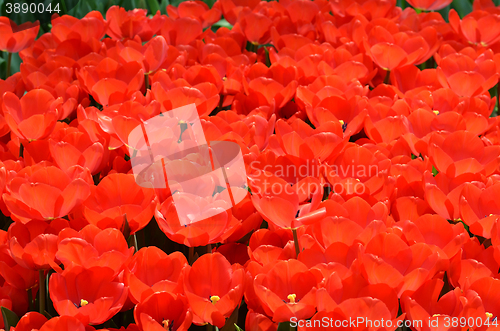 Image of Beautiful close up of tulips in Gardens by the Bay in Singapore