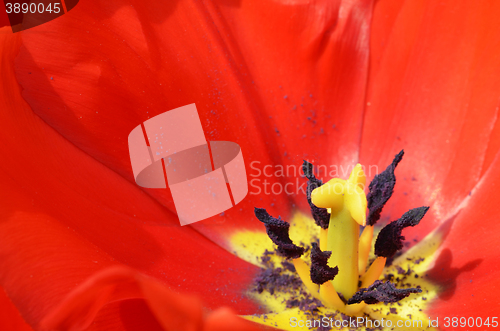 Image of Beautiful close up of tulips in Gardens by the Bay in Singapore